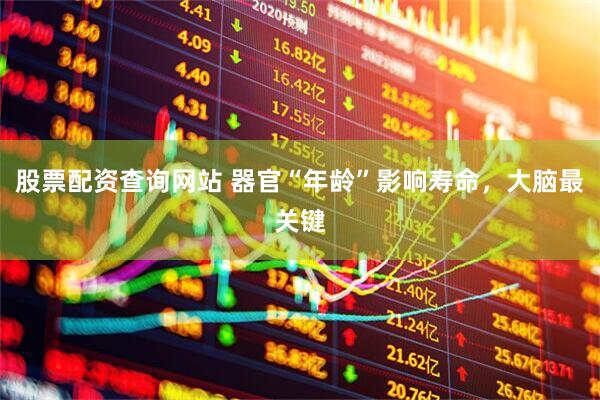股票配资查询网站 器官“年龄”影响寿命，大脑最关键